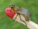 Mouche stercoraire (Scatophaga stercoraria),  imago, développement des ailes, photo 6