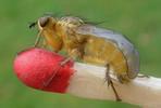 Mouche stercoraire (Scatophaga stercoraria),  imago, développement des ailes, photo 7