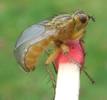 Mouche stercoraire (Scatophaga stercoraria),  imago, développement des ailes, photo 8