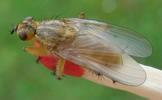 Mouche stercoraire (Scatophaga stercoraria),  imago, développement des ailes, photo 9