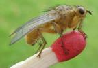 Mouche stercoraire (Scatophaga stercoraria),  imago, développement des ailes, photo 10