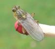 Mouche stercoraire (Scatophaga stercoraria),  imago, développement des ailes, photo 11