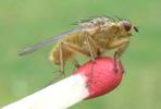Mouche stercoraire (Scatophaga stercoraria),  imago, développement des ailes, photo 12