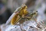 Mouche stercoraire (Scatophaga stercoraria),  accouplement, photo 3