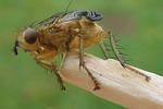 Mouche stercoraire (Scatophaga stercoraria),  imago, développement des ailes, photo 3.