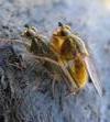 Mouche stercoraire (Scatophaga stercoraria),  accouplement, photo 4.