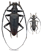 comparaison entre les cerambyx cerdo (mâles) et scopolii
