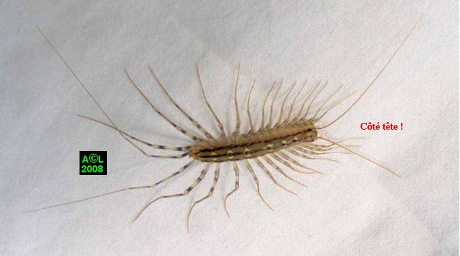 Scutigera Coleoptrata