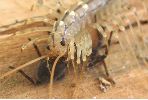 Scutigère dévorant une araignée (photo 2)