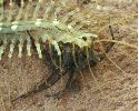 Scutigère dévorant une araignée (photo 3)