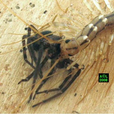 Biologie De La Scutigere Scutigera Coleoptrata Biologie De La Scutigere Scutigera Coleoptrata