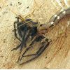 Scutigère dévorant une araignée (photo 4)