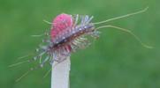 Scutigère (Scutigera coleoptrata), jeune spécimen, photo 1. 