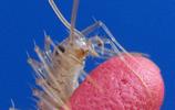 Scutigère (Scutigera coleoptrata), jeune spécimen, détail de la tête.