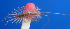 Scutigère (Scutigera coleoptrata), jeune spécimen, photo 2.
