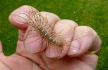 Scutigère (Scutigera coleoptrata), en main, photo2