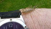Scutigère (Scutigera coleoptrata), en main, photo 3