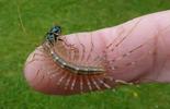 Scutigère (Scutigera coleoptrata), à manger en main, photo 1