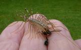 Scutigère (Scutigera coleoptrata), à manger en main, photo 2