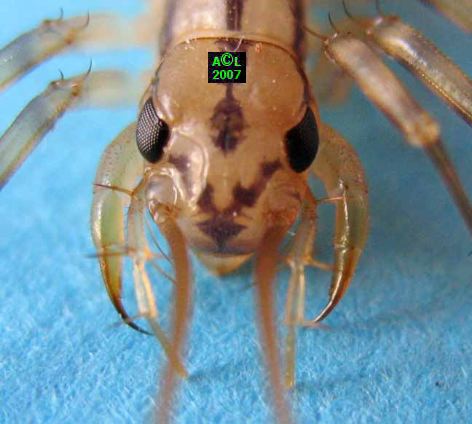 Biologie De La Scutigere Scutigera Coleoptrata Biologie De La Scutigere Scutigera Coleoptrata
