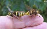 Sésie apiforme (Sesia apiformis), accouplement en main, photo 2