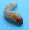 Chenille de Sésie apiforme (Sesia apiformis), photo 2