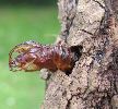 Chrysalide de S&eacute;sie apiforme (Sesia apiformis), "plant&eacute;e" apr&egrave;s &eacute;closion (photo 1) 