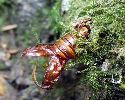 Chrysalide de Sésie apiforme (Sesia apiformis), "plantée" après éclosion (photo 3)
