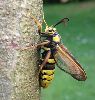 Sésie apiforme (Sesia apiformis), venant d'éclore.