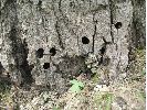 Pied de peuplier très attaqué par la Sésie apiforme (Sesia apiformis), détail des trous.