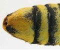S&eacute;sie apiforme (Sesia apiformis) extr&eacute;mit&eacute; abdominale femelle en vue ventrale