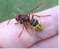 frelon (Vespa crabro)