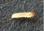 Sésie apiforme (Sesia apiformis), chenille naissante, photo 2