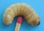 Sésie apiforme (Sesia apiformis), chenille "adulte", photo 1