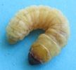 Sésie apiforme (Sesia apiformis), chenille "adulte", photo 3