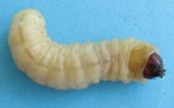 Sésie apiforme (Sesia apiformis), chenille "adulte", photo 2