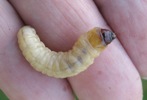 Sésie apiforme (Sésia apiformis), chenille à terme, photo 5