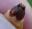 Sésie apiforme (Sesia apiformis), détail des mandibules
