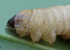 Sésie apiforme (Sesia apiformis), pattes thoraciques en vue latérale