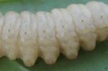 Sésie apiforme (Sesia apiformis) fausses pattes abdominales en vue latérale