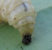 Sésie apiforme (Sesia apiformis) défécation