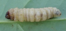 Sésie apiforme (Sesia apiformis), chenille à terme, photo 2
