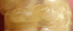Sésie apiforme (Sesia apiformis), détail des fausses pattes abdominales, en vue ventrale, photo 2