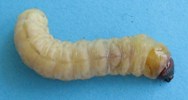 Sésie apiforme (Sesia apiformis), chenille "adulte", photo 4