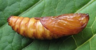 Chrysalide de S&eacute;sie apiforrme (Sesia apiforrmis)