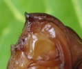 Sésie apiforme (Sesia apiforrmis), "dent" de la chrysalide , photo 2