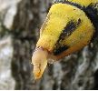 Sésie apiforme (Sesia apiformis), extrémité abdominale d'une femelle en position d'appel