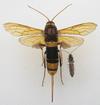 Sirex géant (Urocerus gigas), illustration des différences de tailles, photo 5.