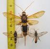 Sirex g&eacute;ant (Urocerus gigas),  illustration des diff&eacute;rences de tailles, photo 3