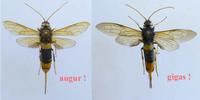 comparaison entre les sirex augur et gigas